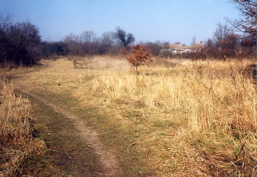 Early Meadow