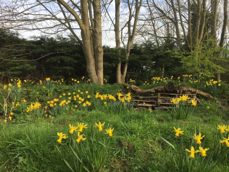 Daffodils
