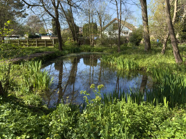 Pond